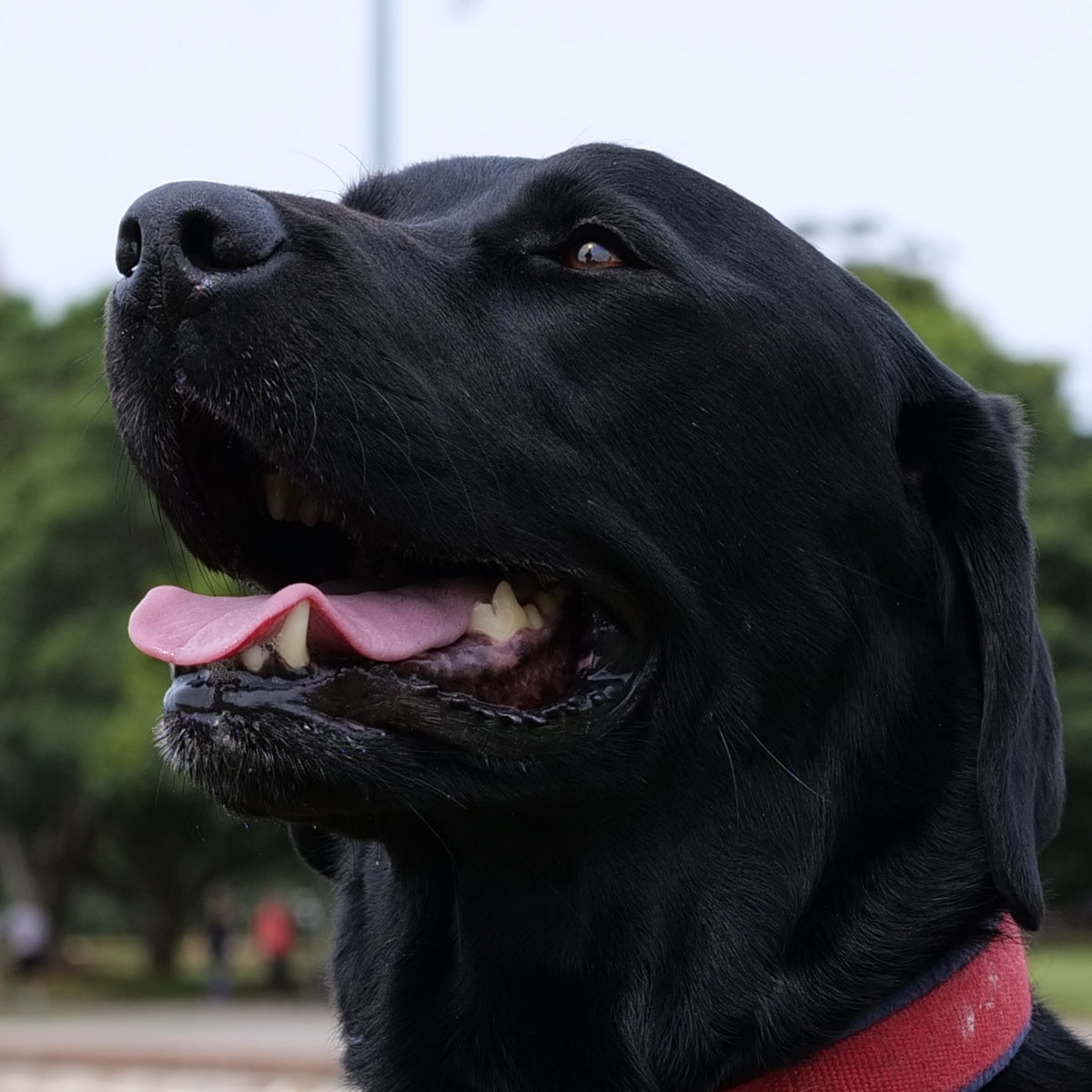 Max, a black dog wearing a Lost In Case tag.